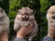Bébé chiot Spitz allemand disponible 
