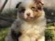 Chiot berger australien disponible 