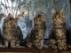 Dons chaton maine coon disponible 