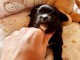 bébé chiot chihuahua femelle a donner 