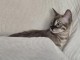bébé chaton Bengal disponible pour adoption 