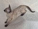 magnifique chaton Bengal disponible 