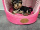 Dons chiot Yorkshire disponible 