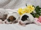 chiot jack ressel disponible de suite 