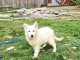 bébé chiot berger blanc suisse adoption 