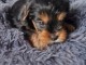 chiot Yorkshire femelle à donner 