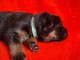 adoption chiot berger allemand disponible 