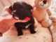 chiot chihuahua femelle a donner 
