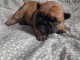 chiot bouledogue français à donner 