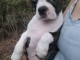 chiot boston terrier femelle a donner 