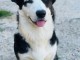 Chiots Welsh Corgi Cardigan a donner 