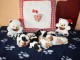 Chiots Cavalier King Charles à réserver 