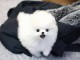 Magnifiques chiots Pomeranian Teacup à vendre.