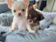  Chiots Chihuahuas à DONNER 