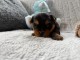chiot Yorkshire femelle à donner 