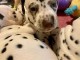 chiot dalmatien a donner 