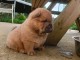 chiot chow chow disponible pour adoption 