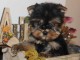 Chiot Yorkshire disponible 