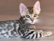 bébé chaton Bengal disponible 
