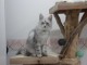 chaton maine coon mâle disponible pour adoption 