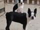 chiot boston terrier femelle a donner 
