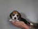 chiot beagle disponible femelle disponible 