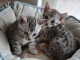 chaton Bengal disponible pour adoption 