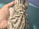 chaton Bengal m&acirc;le a donner 