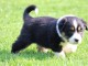 ‎Magnifiques chiots Berger Australien à donner ‎ ‎