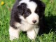 ‎Magnifiques chiots Berger Australien à donner ‎ ‎