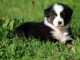 ‎Magnifiques chiots Berger Australien à donner ‎ ‎