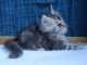 bébé chaton maine coon mâle 