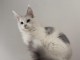 chaton Maine coon mâle a donner 