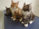 chaton Maine coon femelle et mâle disponible 