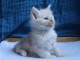 magnifique chaton maine coon 