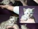bébé chaton Bengal disponible 