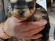 chiot Yorkshire femelle à donner pour noël femelle 