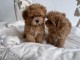 Magnifiques chiots Maltipoo