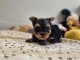 chiot Yorkshire femelle à donner 