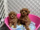 Adorables chiots Caniche Toy.