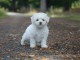 Dons chiot bichon frisé femelle 
