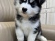 adorable chiot husky sibérien 
