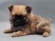 adorable chiot spitz allemand 
