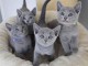 Trois bébés chatons disponible à l