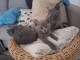 Mignons chatons chartreux disponible à l