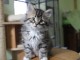 Chaton Sib&eacute;rien femelle &ndash; 13 semaines &ndash; Famille s&eacute;rieuse 