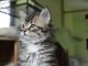 Chaton Sib&eacute;rien femelle &ndash; 13 semaines &ndash; Famille s&eacute;rieuse