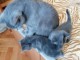 Beaux et mignonne chatons pour adoption 