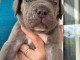 chiot Cane Corso disponible 