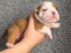 Dons chiot bulldog anglais femelle 